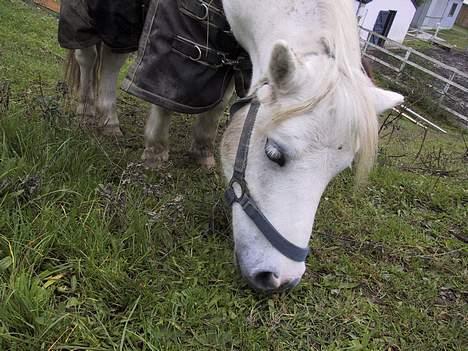 Shetlænder Onslow / passede / - sødt billede 14