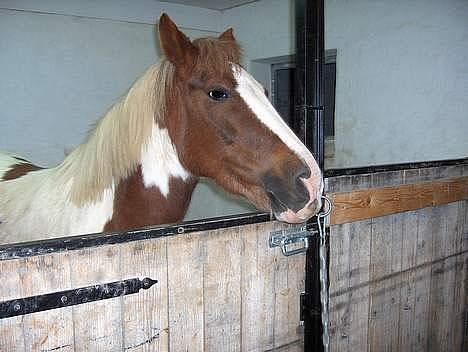 Pinto Pebsi <3 - *himmelpony* R.I.P d.12.09.2011 :'( billede 14