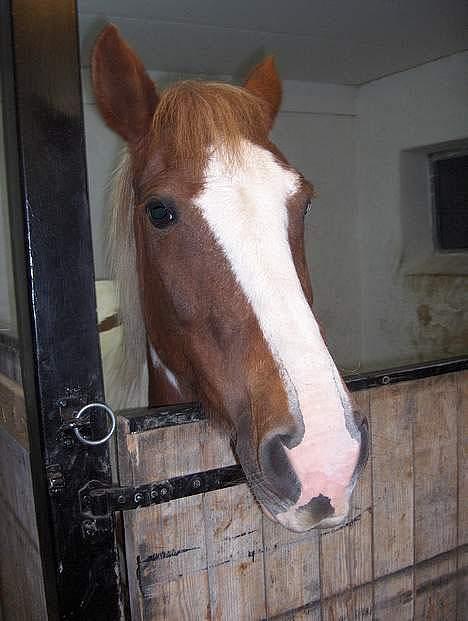 Pinto Pebsi <3 - *himmelpony* R.I.P d.12.09.2011 :'( billede 15