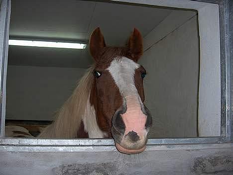 Pinto Pebsi <3 - *himmelpony* R.I.P d.12.09.2011 :'( billede 16