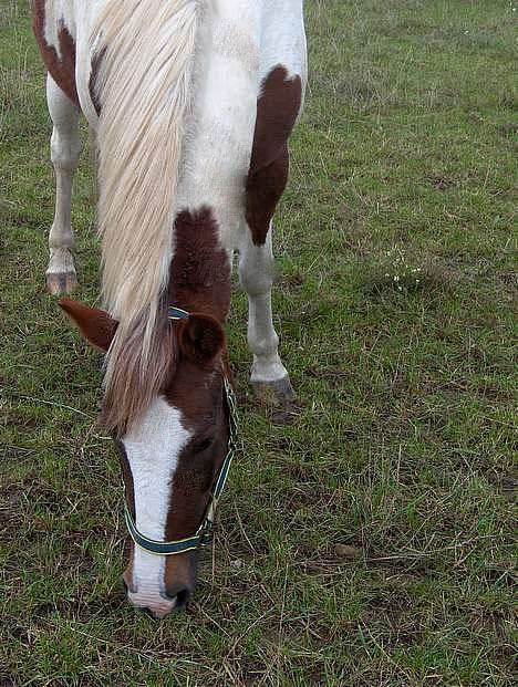Pinto Pebsi <3 - *himmelpony* R.I.P d.12.09.2011 :'( billede 17