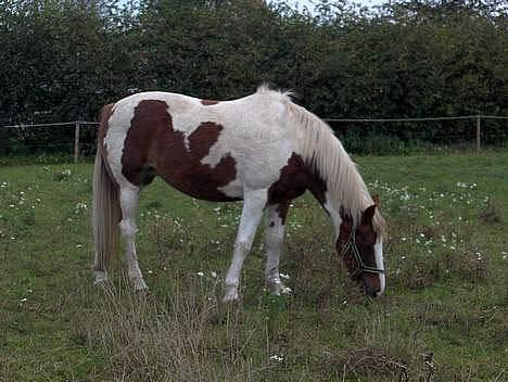 Pinto Pebsi <3 - *himmelpony* R.I.P d.12.09.2011 :'( billede 18