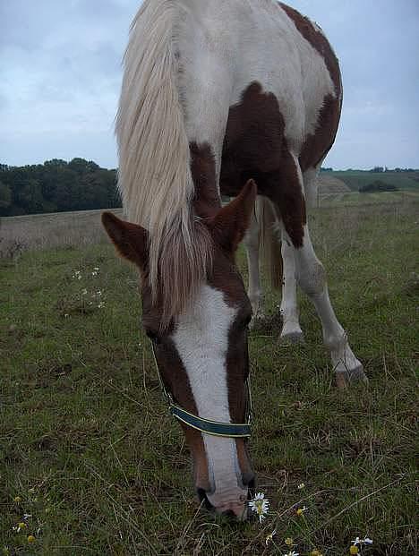 Pinto Pebsi <3 - *himmelpony* R.I.P d.12.09.2011 :'( billede 19