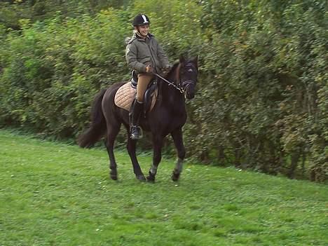 Anden særlig race Triumph  - På tur hehe.. Galop galop.. Det hele skal jo ikke være koncentreret! <3 billede 15