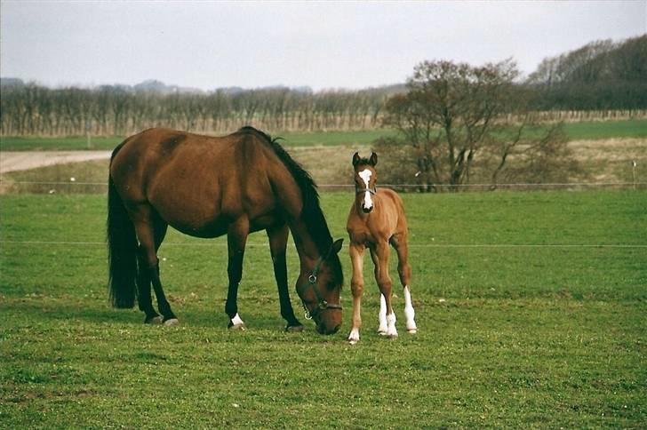 Dansk Varmblod Splinette  - splinette med hendes andet føl Felicia Træholt billede 4