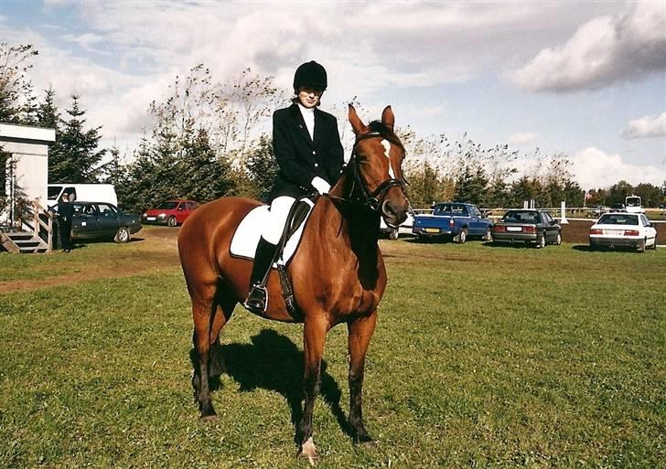 Dansk Varmblod Splinette  - Protræt af hest og rytter men hesten gider ikke billede 7