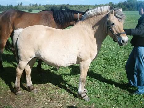 Fjordhest Susi  - Det er så susi.... billede 1