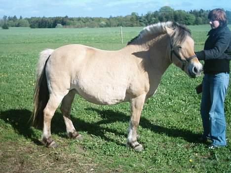Fjordhest Susi  billede 2