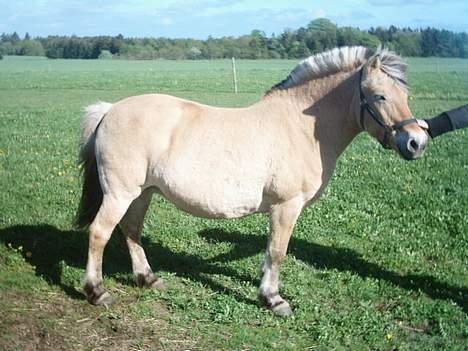 Fjordhest Susi  - Smuk og dejlig og næsten helt ung.... billede 3