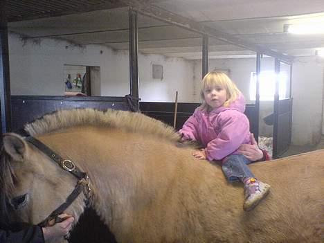 Fjordhest Susi  - Susi er en god begynder hest her er hendes rytter Natasja på 2 år på det tidspunkt.... billede 5