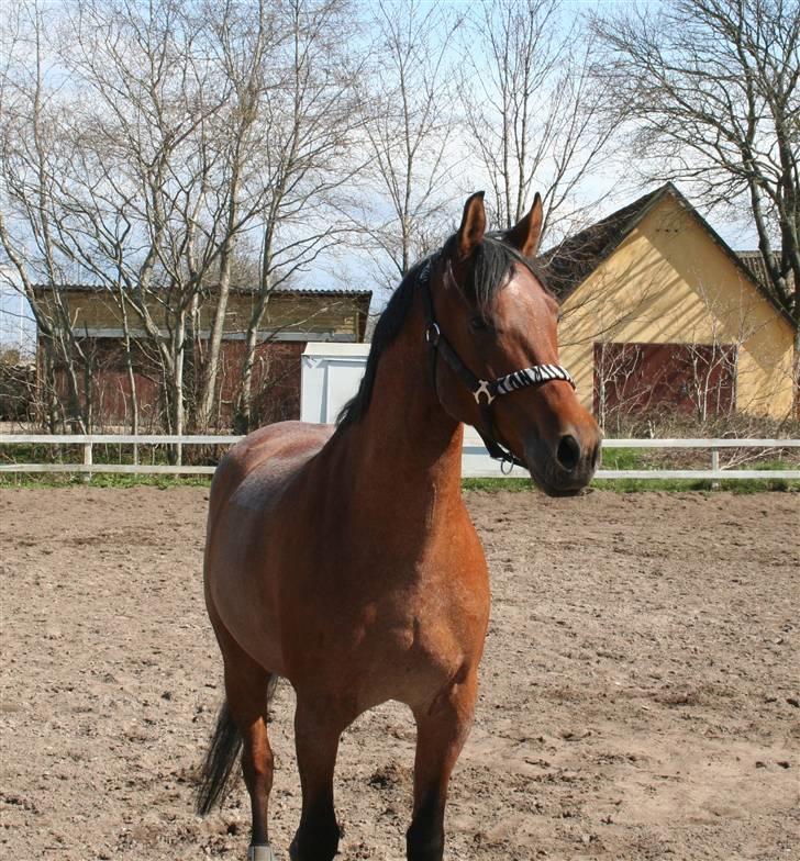 Anden særlig race Kasmir <3 charmetrolden - putte med sin zebra grime på :P billede 5