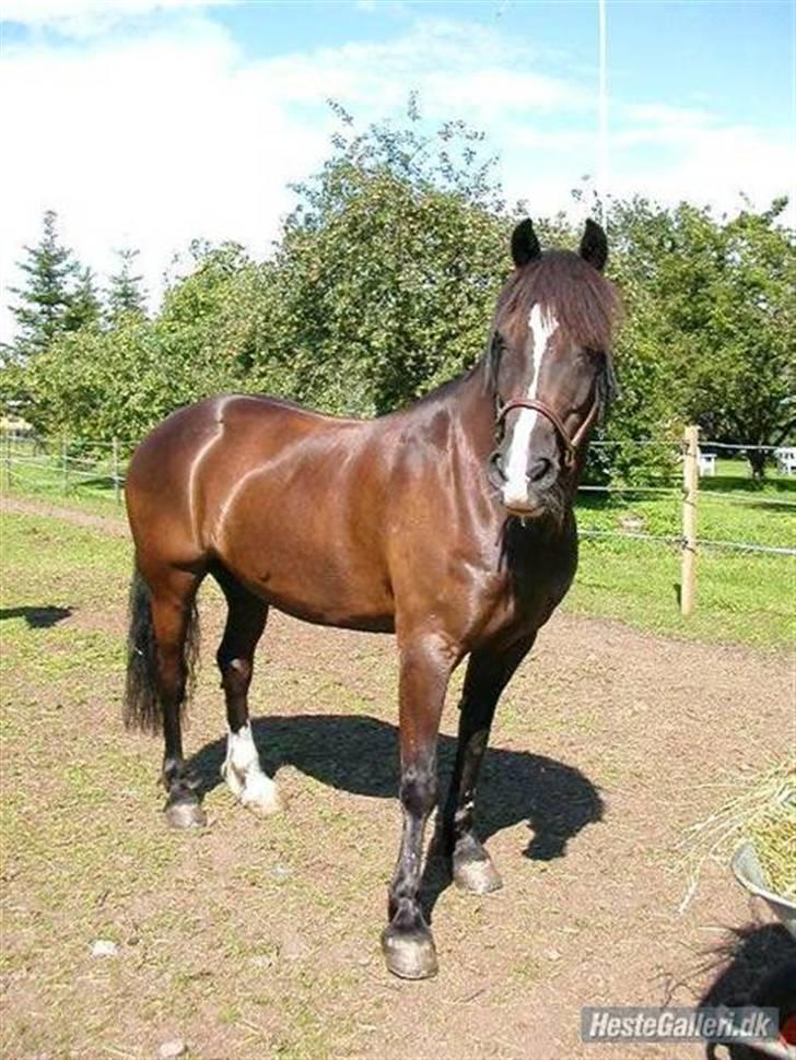 Welsh Cob (sec D) Synod Nelson (i Norge) - Smukke Nelson i Norge billede 1