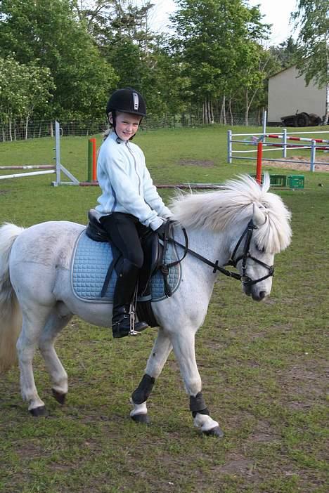 Welsh Mountain (sec A) tino "har den ikke mere" - Min lille dressur pony! se hvor fint han bøjer af! billede 1