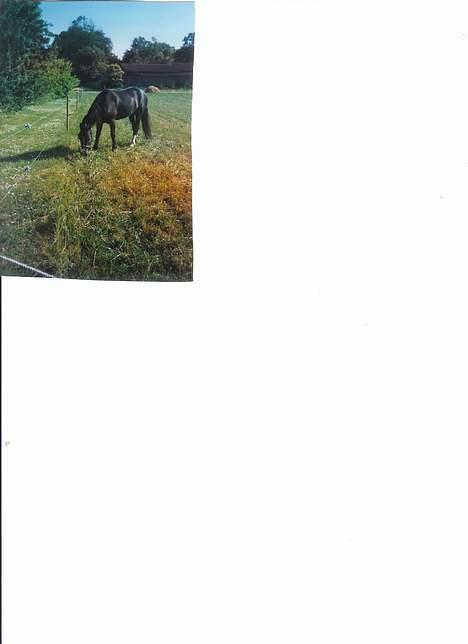 Welsh Cob (sec D) Synod Nelson (i Norge) billede 2