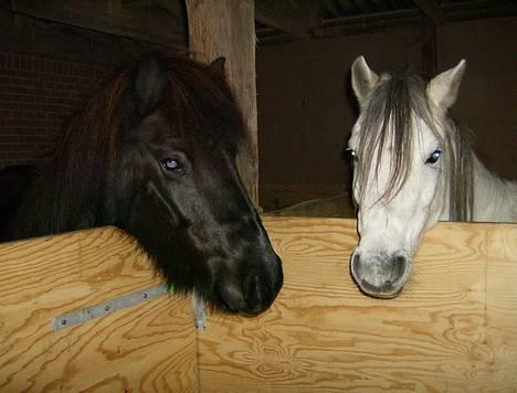 Welsh Pony (sec B) Korreborgs pedro SOLGT - Pedro og misla<333333 billede 20