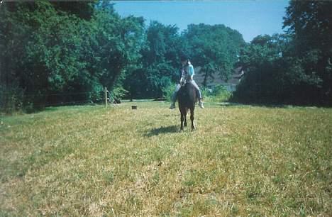 Welsh Cob (sec D) Synod Nelson (i Norge) - mig og Nelson billede 3