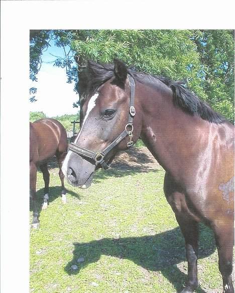 Welsh Cob (sec D) Synod Nelson (i Norge) - Billede fra Norge, fandt hans nye ejers veninde, men desværre svarer ejeren ikke på mine mails... billede 4