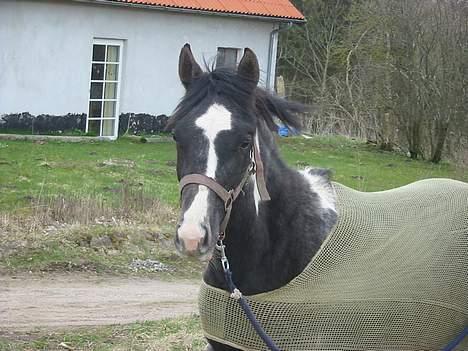 Anden særlig race Django *Solgt*  billede 8