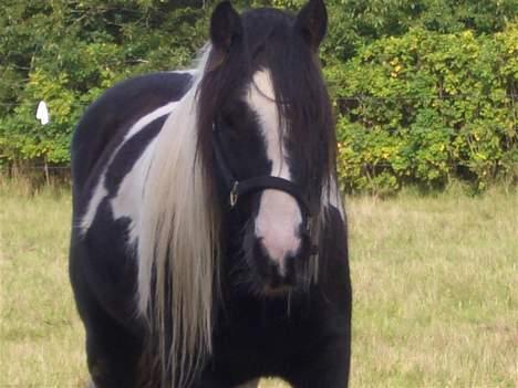 Irish Cob HOLM´S SPIKE billede 3