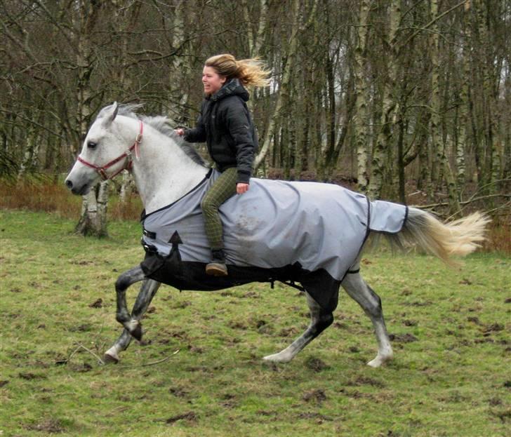 Hollandsk Sportspony Karim :) Solgt - Karim <´3 Fotograf: Simone´miin billede 1