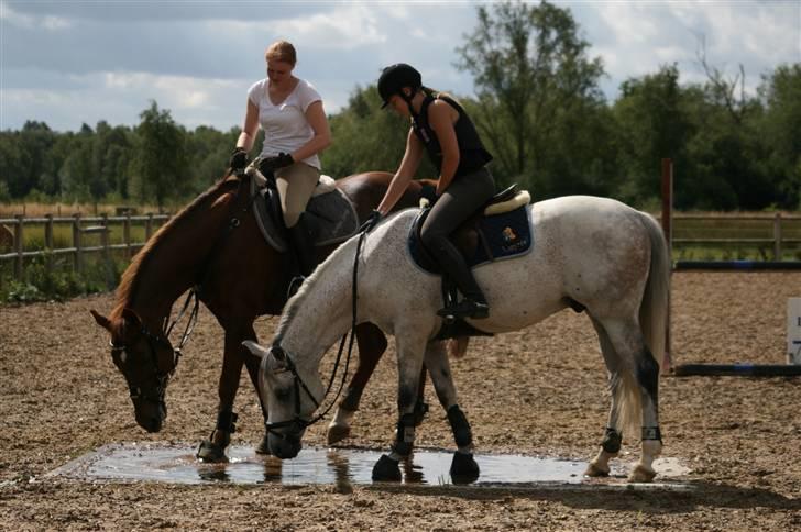 Hollandsk Sportspony Karim :) Solgt - Bimbim og Maya <3 Fotograf Janni billede 2