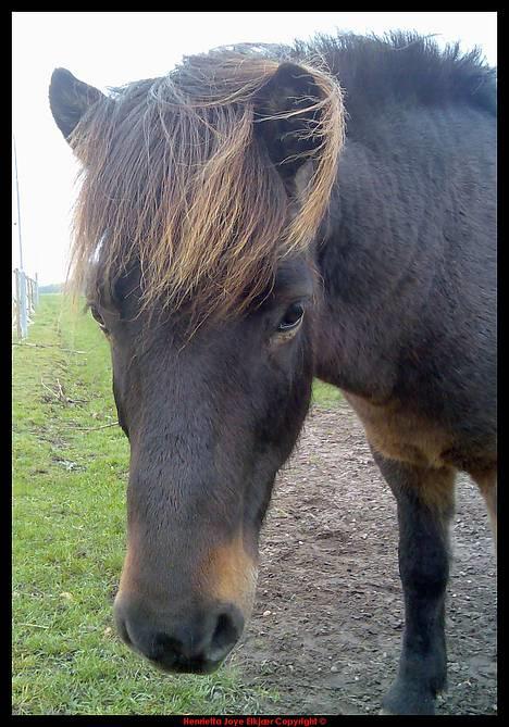 Islænder Ægir Frá Efri-Sumarliðabæ - Portræt Lund 2006 billede 15