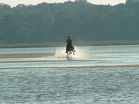 New Forest Oudelands Turbo - kyndby huse strand... Foto MF billede 4