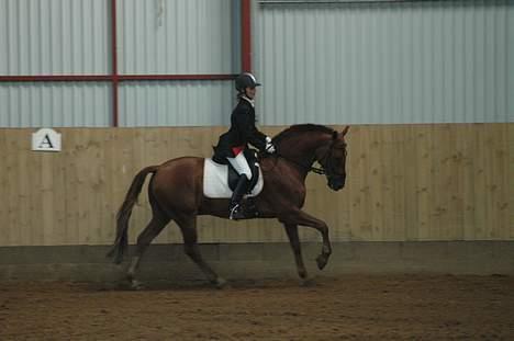 Frederiksborg Sacco Sæbyhøj (Gam. part) - Mig og Sacco til dressurstævne på TEAM billede 4