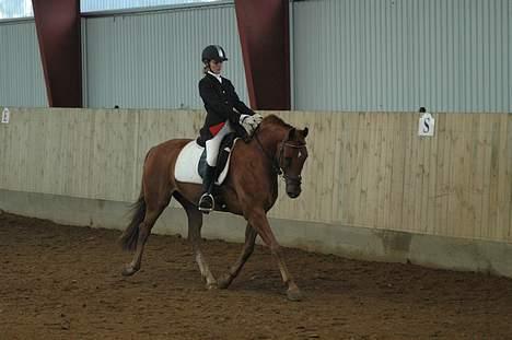 Frederiksborg Sacco Sæbyhøj (Gam. part) - Mig og Sacco til dressurstævne på TEAM billede 7