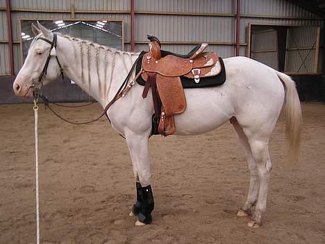 Paint Charlies Qiani Ice - min nye saddel fra USA billede 11