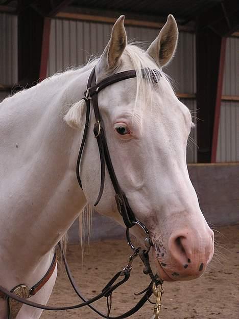 Paint Charlies Qiani Ice - Han har charm! billede 12