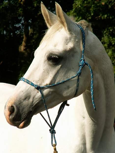 Shagya Araber (SH) Chela † - Horsemanshipkursus 2006. Foto: Cecilie Winberg billede 8