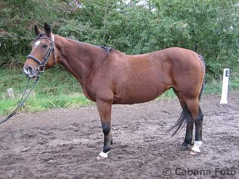 Dansk Varmblod *Sussie* - 19 # Sussie til fotografering på rideskolen... Foto: © Cabana Foto billede 19