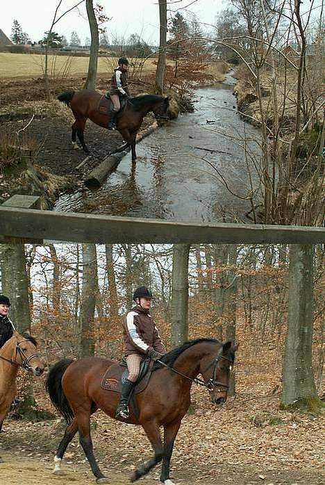 Dansk Varmblod *Sussie* - 20 # ...1: uhh vandet er lidt koldt... 2: flotte hypper i skoven.. billede 20