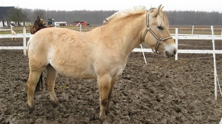 Fjordhest Juma RIP d.8/3-11 billede 1