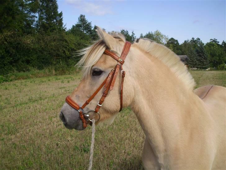 Fjordhest Juma RIP d.8/3-11 billede 2