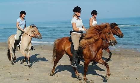 Fjordhest ronja - dejlig strandtur ved Tversted billede 9
