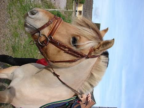 Fjordhest ronja - nyklippet hest... billede 11