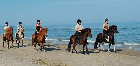 Fjordhest ronja - I selskab med andre nordiske heste, islændere... billede 12