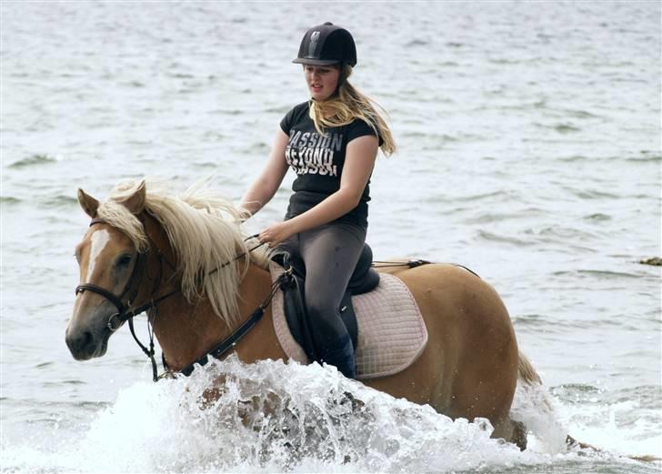 Haflinger Spunk/Aron DØD - spunk på fælles ridetur med rideskolen rytter line foto mk-foto billede 19