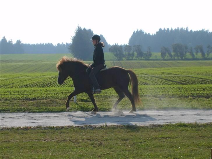Islænder Sandra fra Gl.Essendrup SOLGT - En ordenlig trav. billede 17