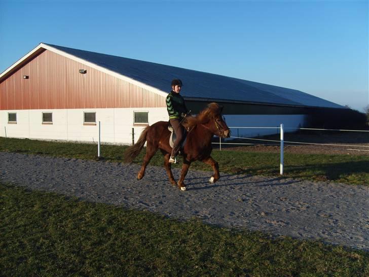 Islænder Sandra fra Gl.Essendrup SOLGT - Fine tölt d. 1 Feb 2009 billede 18