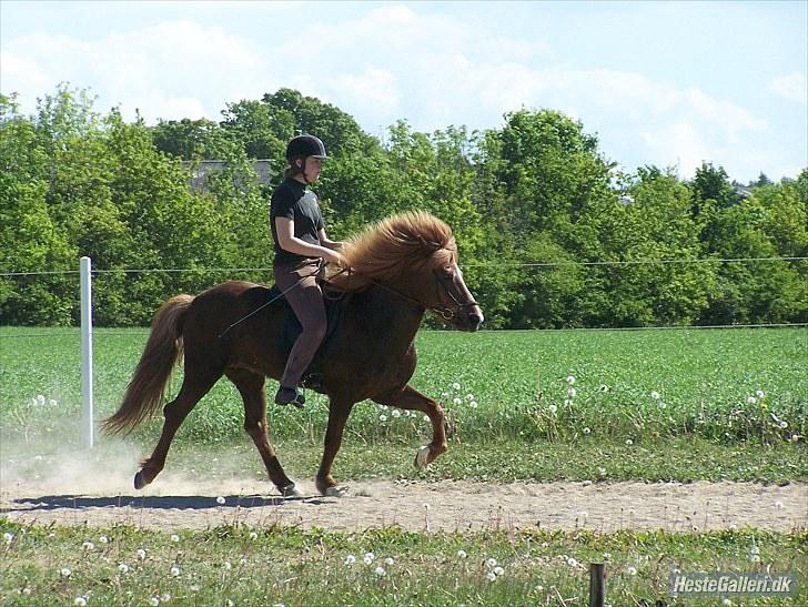 Islænder Sandra fra Gl.Essendrup SOLGT - Tölt på banen 4 juni 2010. Billede er taget af: Grønvang/Dorte Jense billede 19