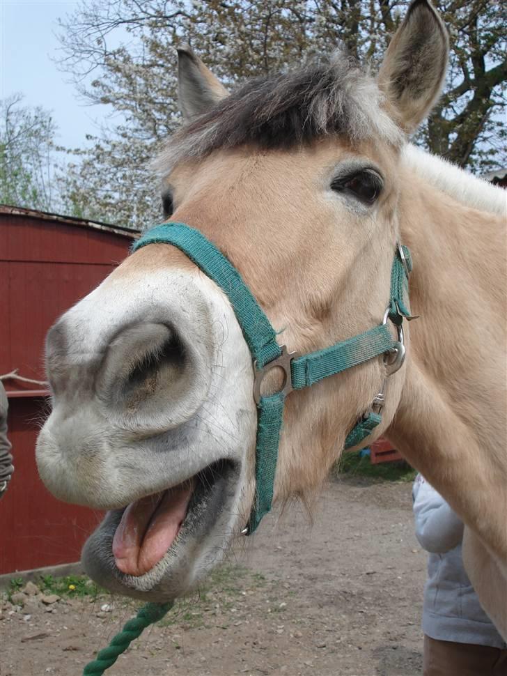 Fjordhest Clausen  - Smukke Clausen Fotograf: Mig billede 4