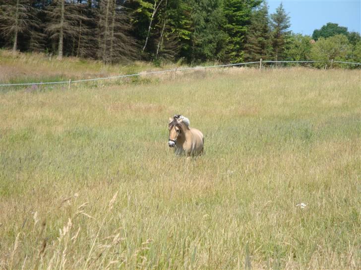 Fjordhest Clausen  - Bassen på sommergræs <3 Han elsker det :D Fotograf: Mig billede 7
