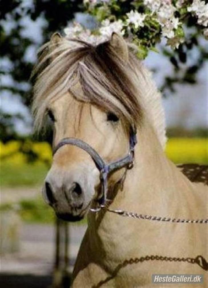 Fjordhest Paw (solgt) - Proff. billede af Paw. Lige til en plakat! billede 13