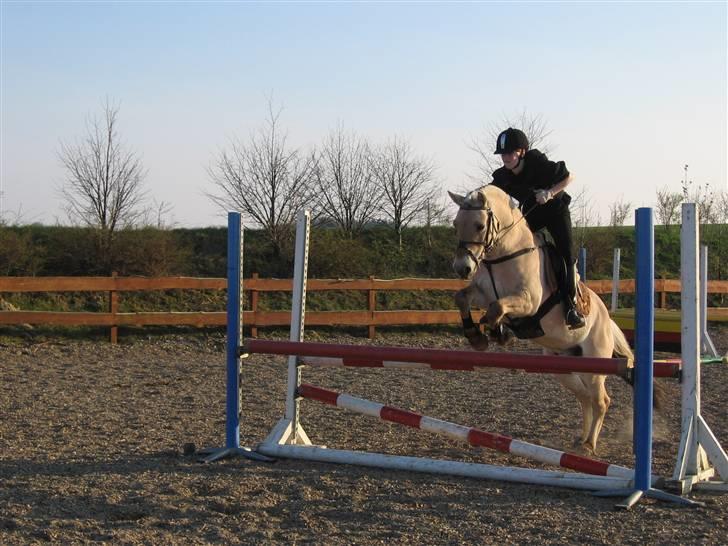 Fjordhest Paw (solgt) - springundervisning, hjemme i Hylke. forår 2006 billede 14