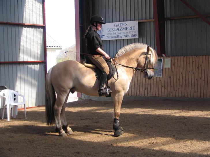 Fjordhest Paw (solgt) - dressurtræning, hjemme. forår 2007 billede 15
