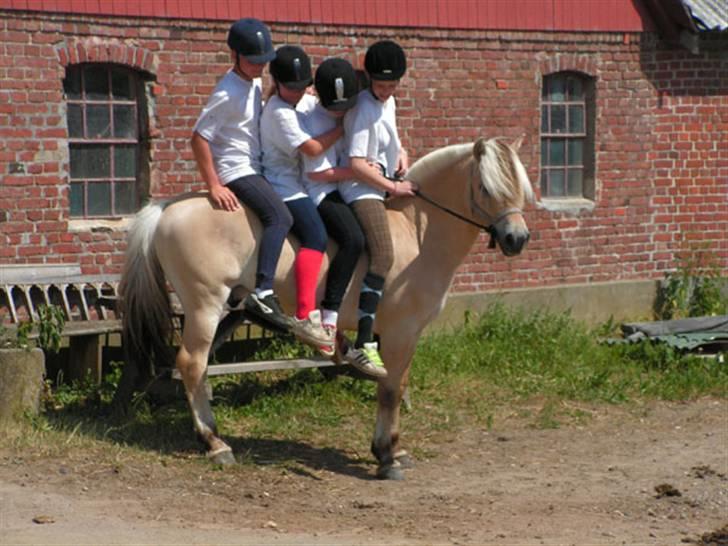Fjordhest Paw (solgt) - militarylejr i Hammel (MJR) sommer 2006. det var tider! ses vi igen til sommer? :) billede 17