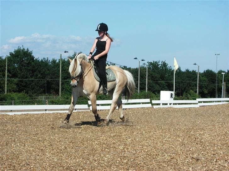 Fjordhest Paw (solgt) - dressurtræning, hjemme. sensommer 2006 billede 18